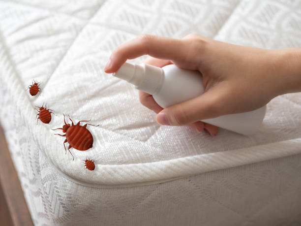 Best Local Pest Control Services  in Millcreek, UT